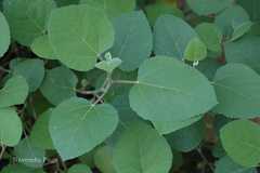 Ficus palmata